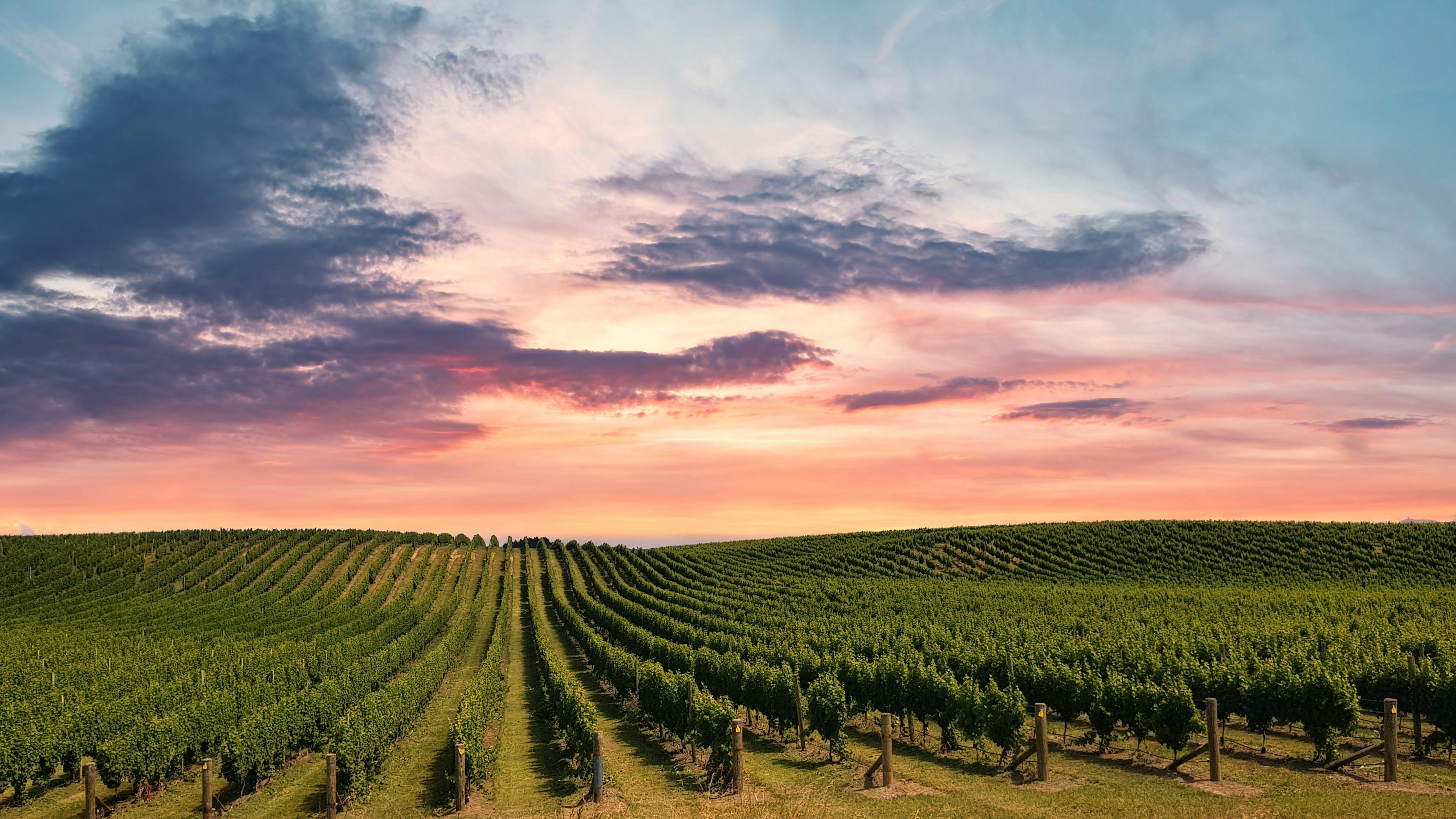 Agribusiness, agritech and hortitech web development agency NZ